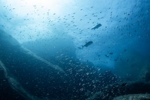 ดำน้ำอันดามัน