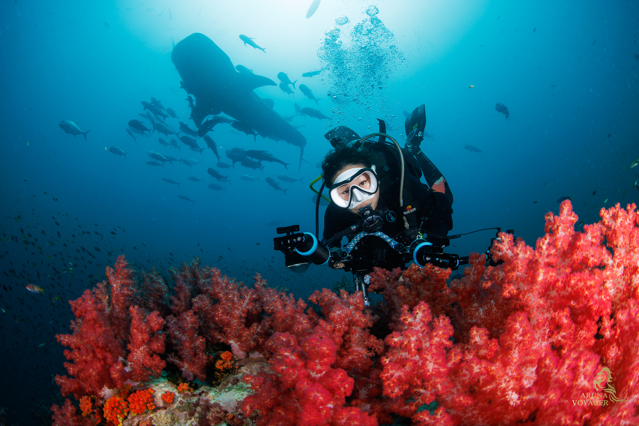 Aruna Voyager Liveaboard